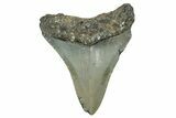 Serrated, Juvenile Megalodon Tooth - North Carolina #345686-1